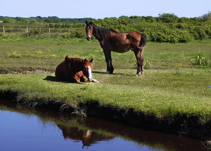 Bed and breakfast Le Lys Des Sables *